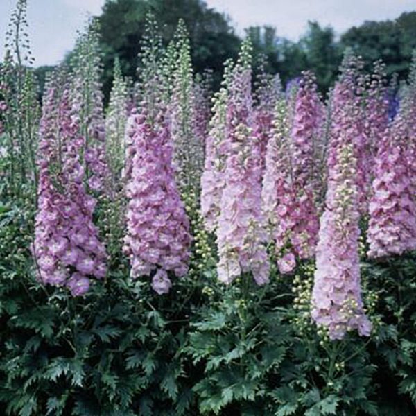 DELPHINIUM MILLION DOLLAR BLUSH LARKSPUR