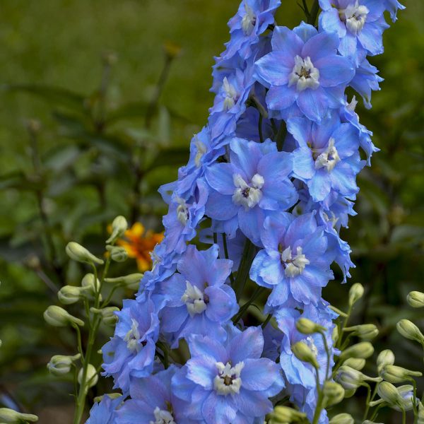 DELPHINIUM MILLION DOLLAR SKY LARKSPUR