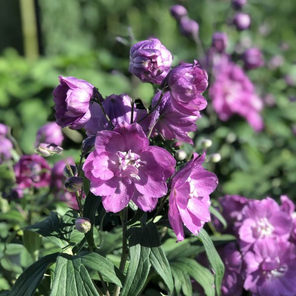 DELPHINIUM PINK PUNCH LARKSPUR