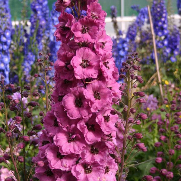 DELPHINIUM PINK PUNCH LARKSPUR