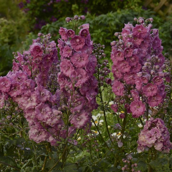 DELPHINIUM PINK PUNCH LARKSPUR