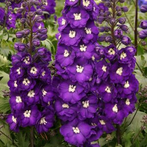 DELPHINIUM PURPLE PASSION LARKSPUR