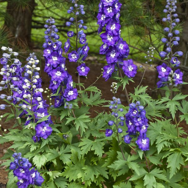 DELPHINIUM PURPLE PASSION LARKSPUR