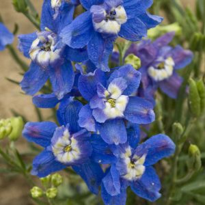 DELPHINIUM SUMMER CLOUD LARKSPUR