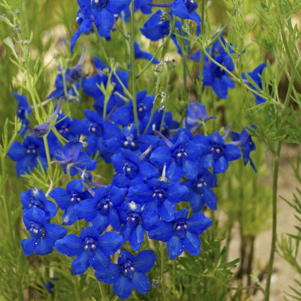 DELPHINIUM SUMMER NIGHTS LARKSPUR