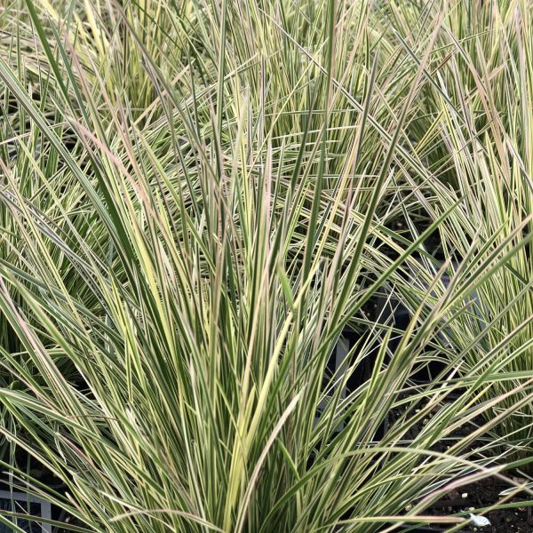 DESCHAMPSIA NORTHERN LIGHTS TUFTED HAIR GRASS