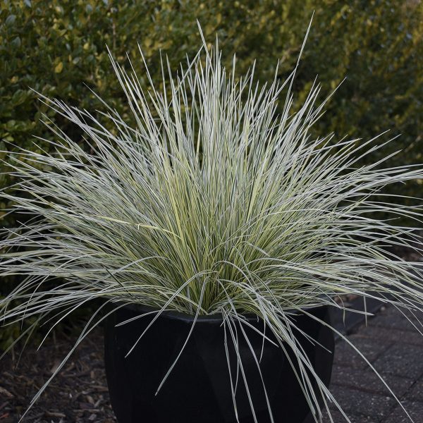 DESCHAMPSIA NORTHERN LIGHTS TUFTED HAIR GRASS