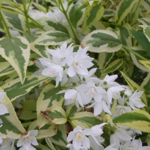 DEUTZIA CREME FRAICHE DEUTZIA