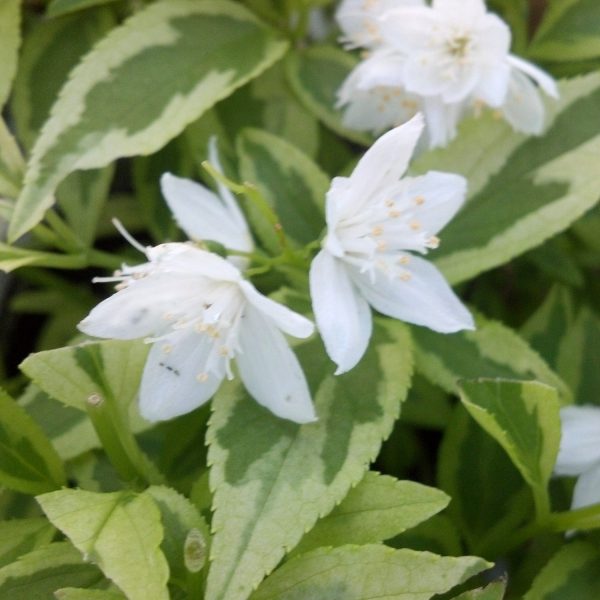 DEUTZIA CREME FRAICHE DEUTZIA