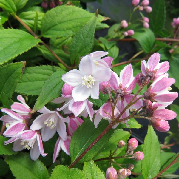 DEUTZIA YUKI CHERRY BLOSSOM DEUTZIA