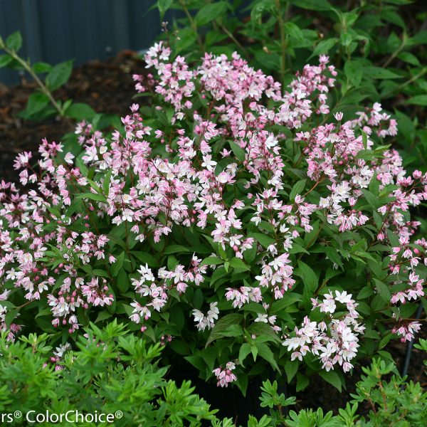 DEUTZIA YUKI CHERRY BLOSSOM DEUTZIA