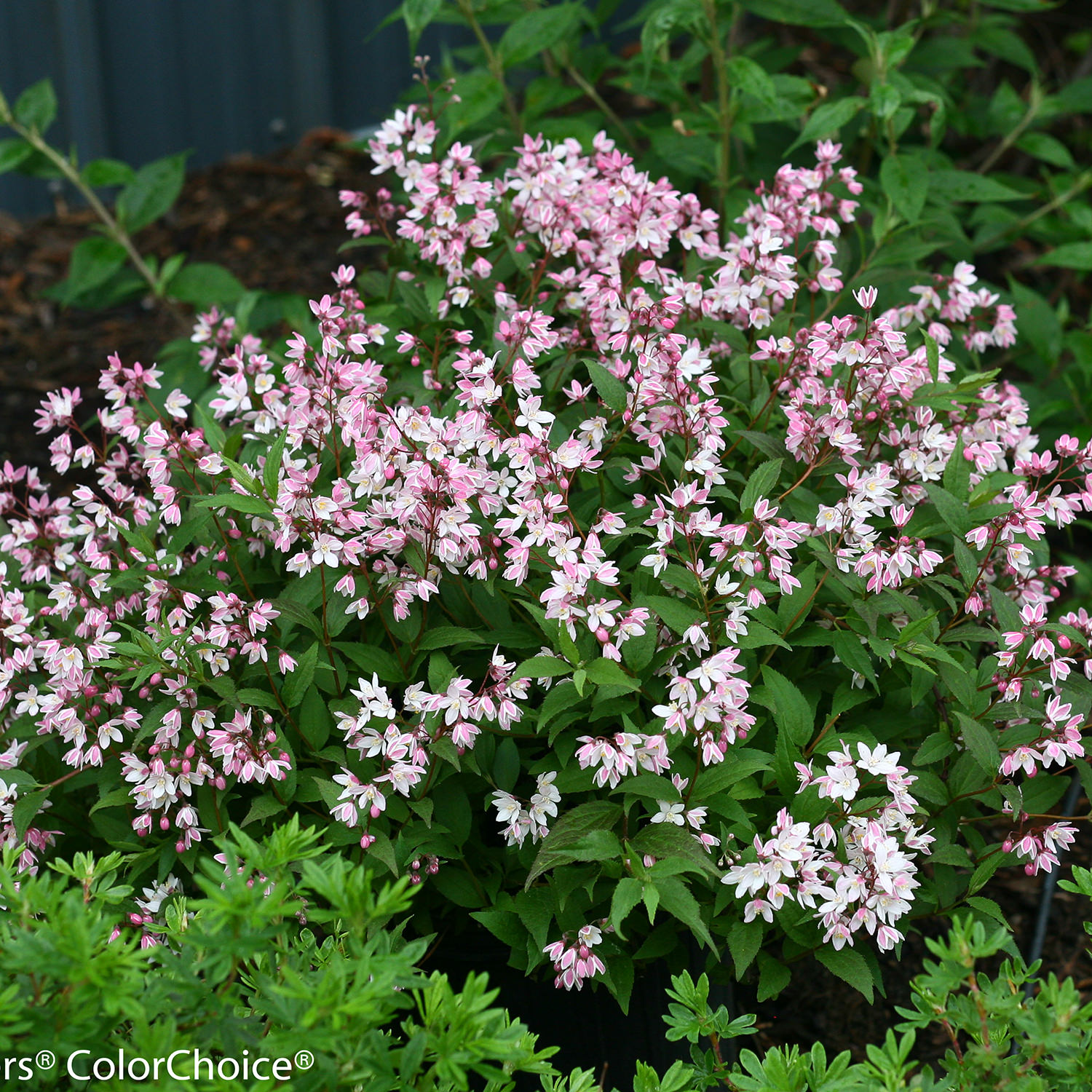 Deutzia Yuki Cherry Blossom