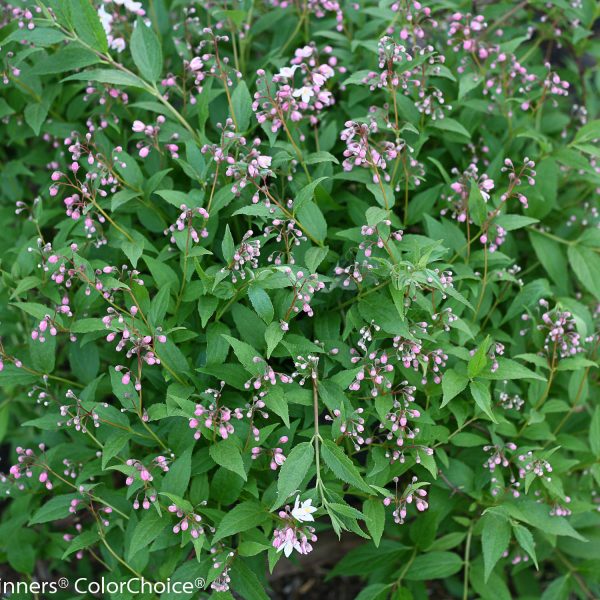 DEUTZIA YUKI CHERRY BLOSSOM DEUTZIA