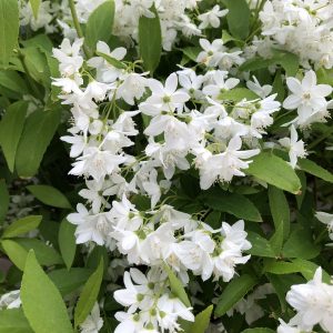 DEUTZIA YUKI SNOWFLAKE DEUTZIA