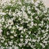 DEUTZIA YUKI SNOWFLAKE DEUTZIA