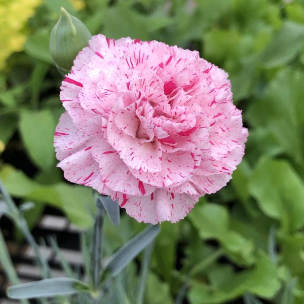 DIANTHUS DEVON COTTAGE PINBALL WIZARD PINKS