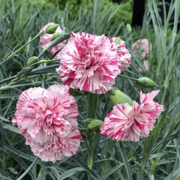 DIANTHUS DEVON COTTAGE PINBALL WIZARD PINKS