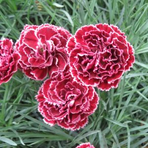 Dianthus - Pinks