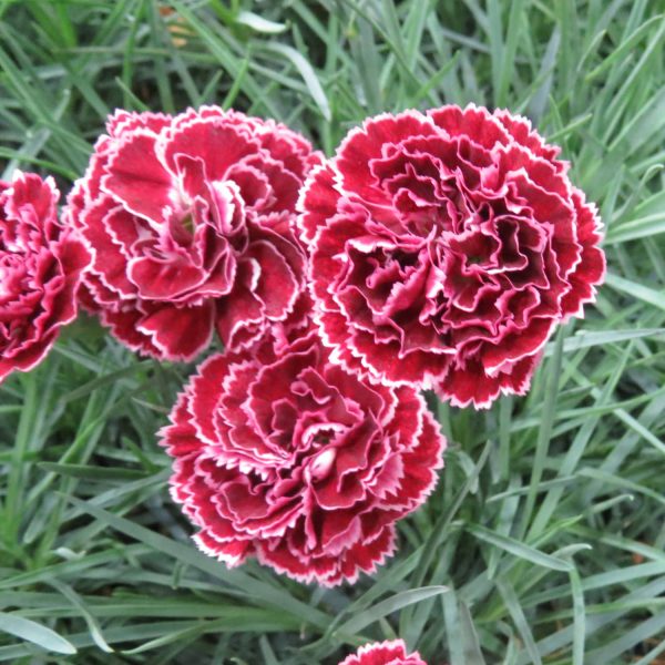 DIANTHUS FRUIT PUNCH BLACK CHERRY FROST PINKS