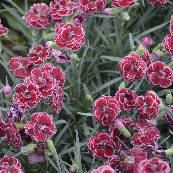 DIANTHUS FRUIT PUNCH BLACK CHERRY FROST PINKS