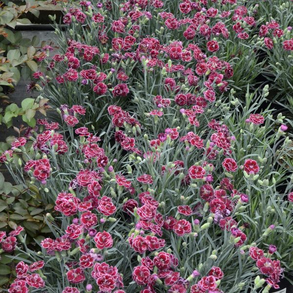 DIANTHUS FRUIT PUNCH BLACK CHERRY FROST PINKS