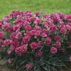DIANTHUS FRUIT PUNCH CHERRY VANILLA PINKS
