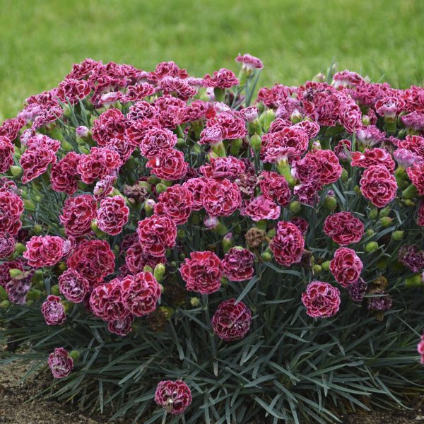 DIANTHUS FRUIT PUNCH CHERRY VANILLA PINKS