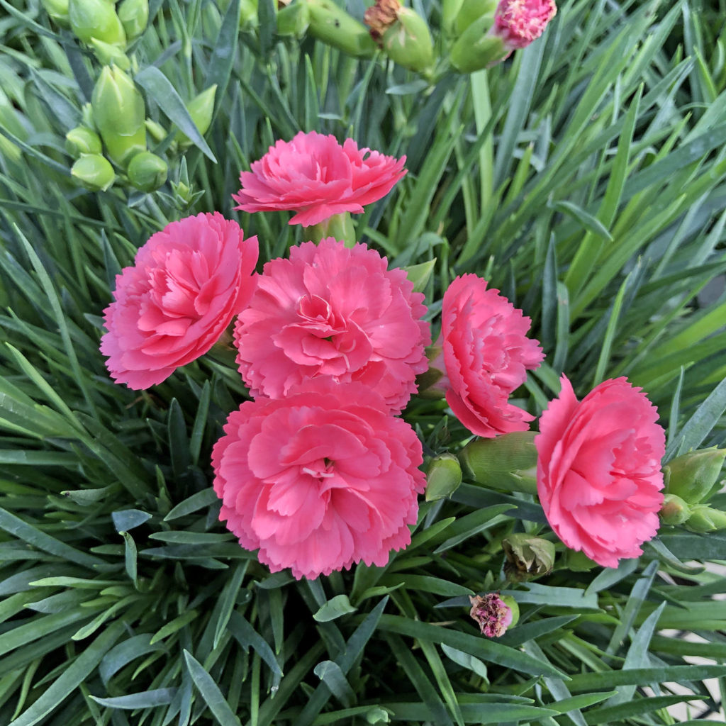 DIANTHUS FRUIT PUNCH CLASSIC CORAL PINKS