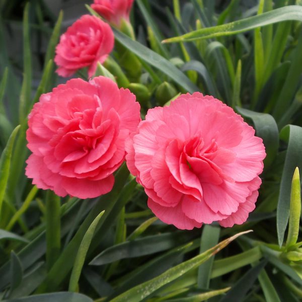 DIANTHUS FRUIT PUNCH CLASSIC CORAL PINKS