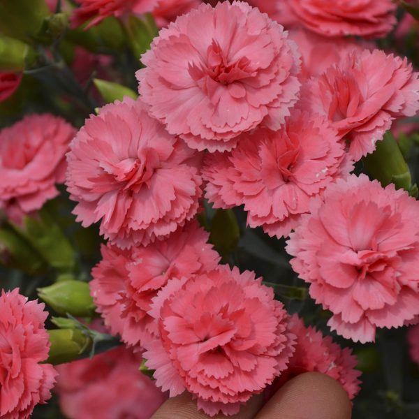 DIANTHUS FRUIT PUNCH CLASSIC CORAL PINKS