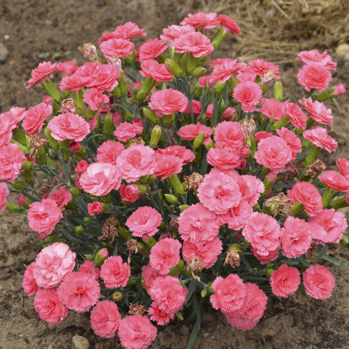 DIANTHUS FRUIT PUNCH CLASSIC CORAL PINKS