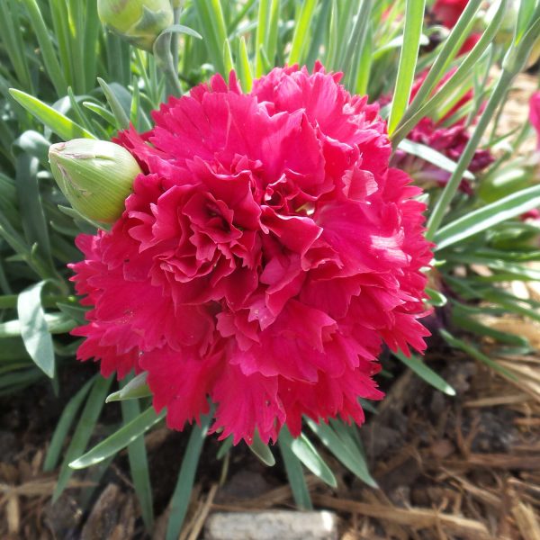 DIANTHUS FRUIT PUNCH CRANBERRY COCKTAIL PINKS