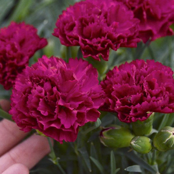 DIANTHUS FRUIT PUNCH CRANBERRY COCKTAIL PINKS