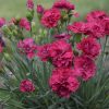 DIANTHUS FRUIT PUNCH CRANBERRY COCKTAIL PINKS