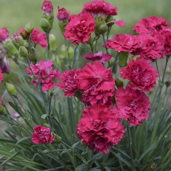 DIANTHUS FRUIT PUNCH CRANBERRY COCKTAIL PINKS