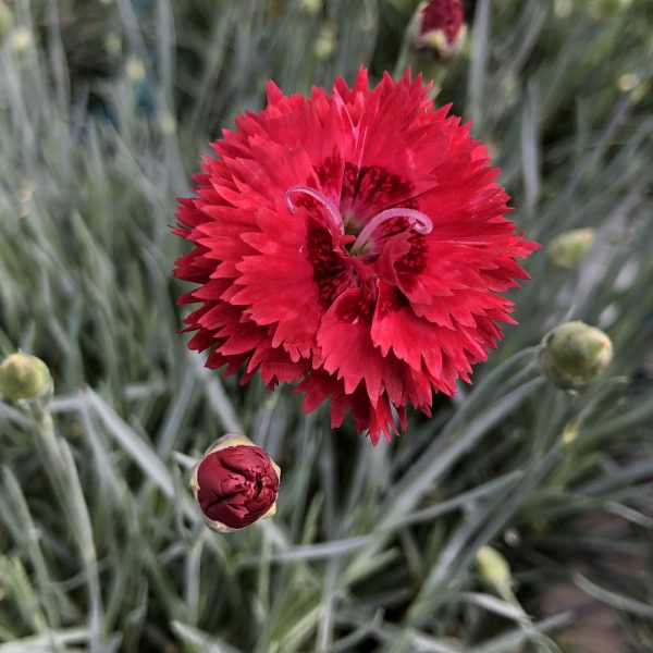 DIANTHUS FRUIT PUNCH MARASCHINO PINKS