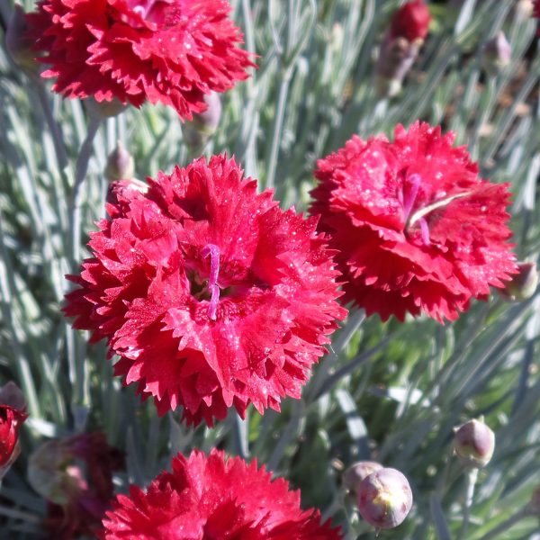 DIANTHUS FRUIT PUNCH MARASCHINO PINKS