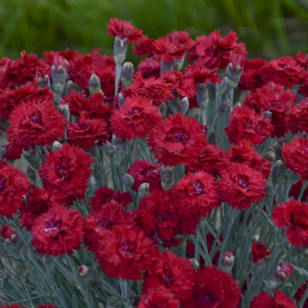 DIANTHUS FRUIT PUNCH MARASCHINO PINKS