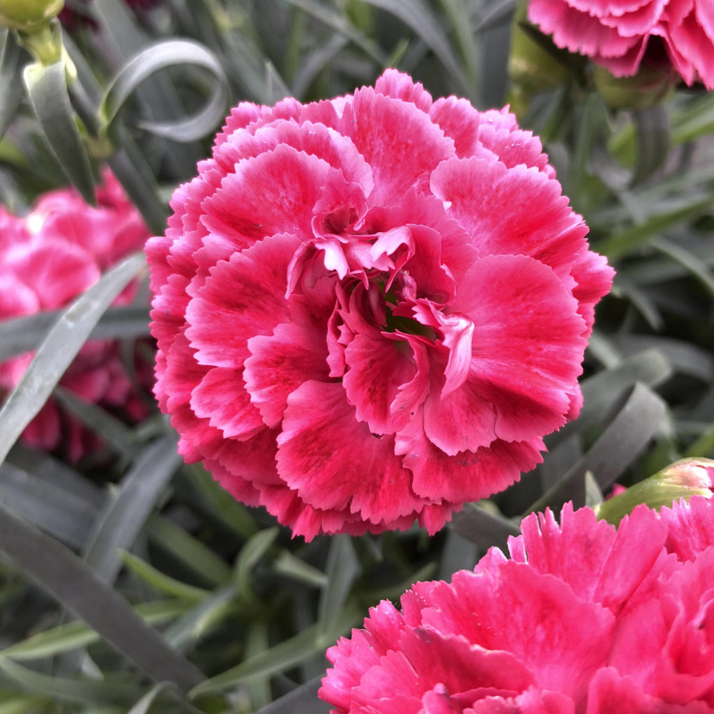 DIANTHUS FRUIT PUNCH RASPBERRY RUFFLES PINKS