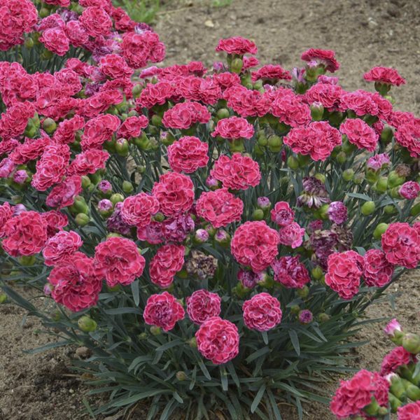 DIANTHUS FRUIT PUNCH RASPBERRY RUFFLES PINKS