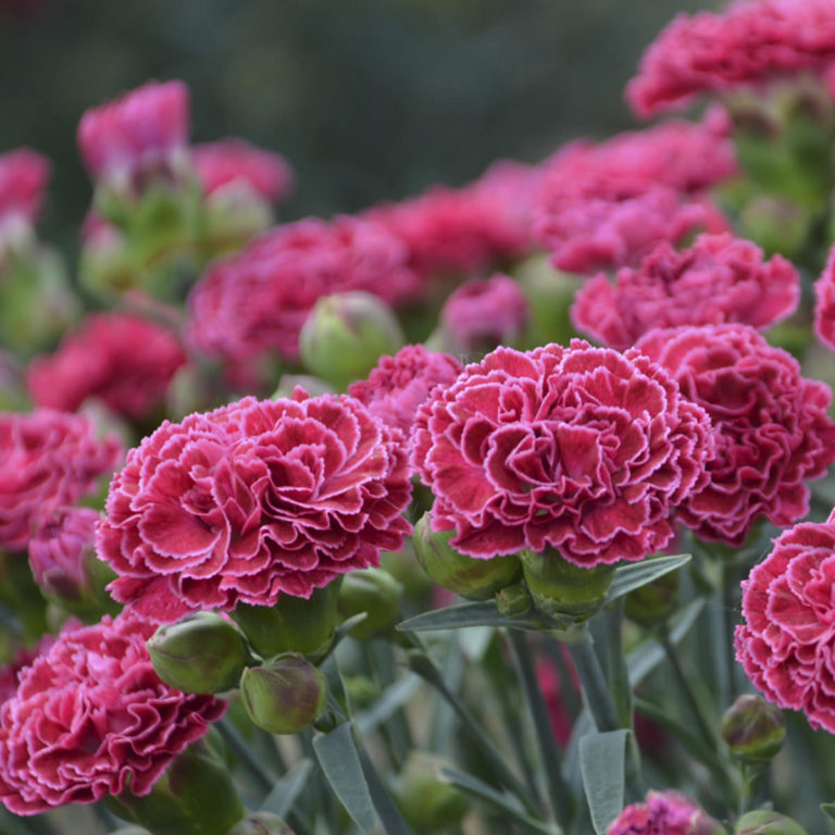 DIANTHUS FRUIT PUNCH RASPBERRY RUFFLES PINKS