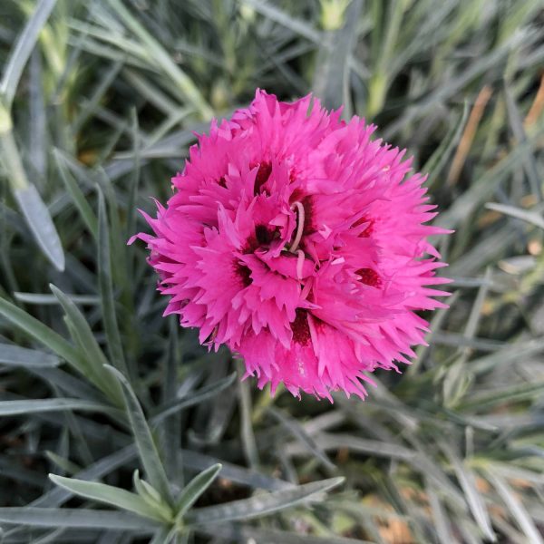 DIANTHUS FRUIT PUNCH SPIKED PUNCH PINKS