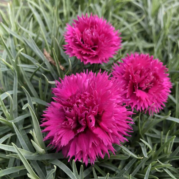 DIANTHUS FRUIT PUNCH SPIKED PUNCH PINKS