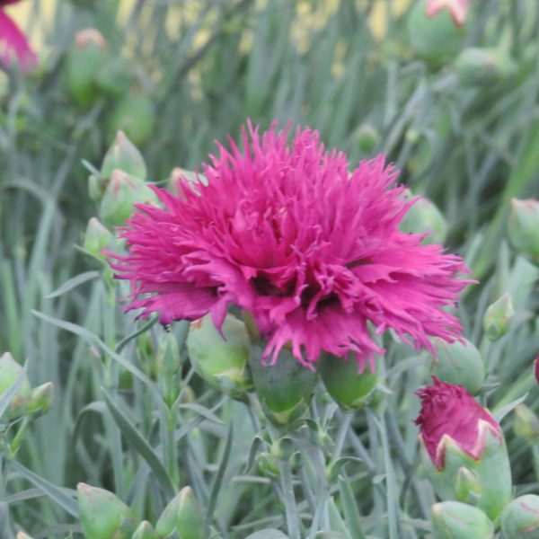 DIANTHUS FRUIT PUNCH SPIKED PUNCH PINKS