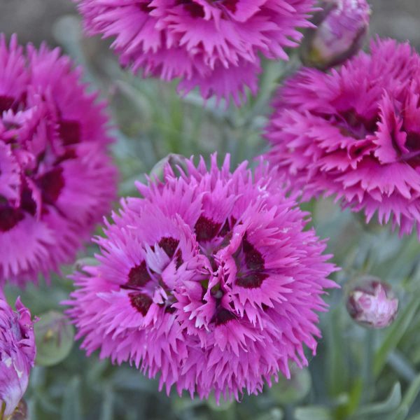 DIANTHUS FRUIT PUNCH SPIKED PUNCH PINKS