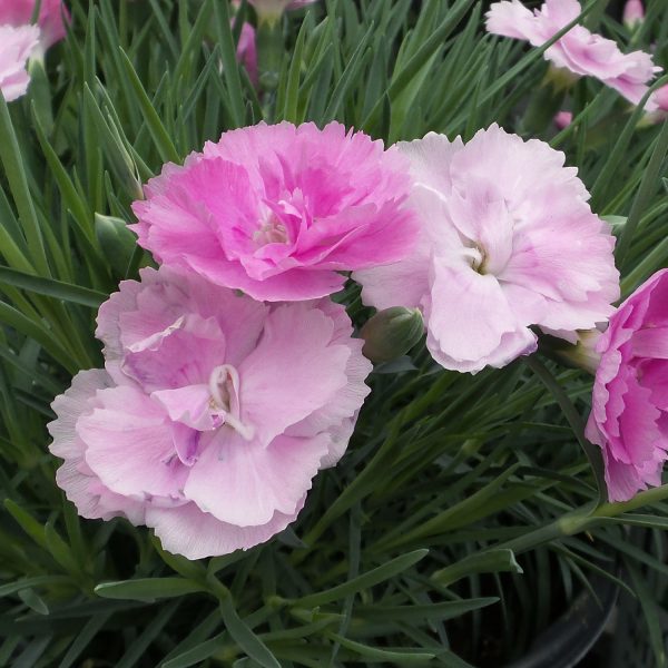 DIANTHUS FRUIT PUNCH SWEETIE PIE PINKS