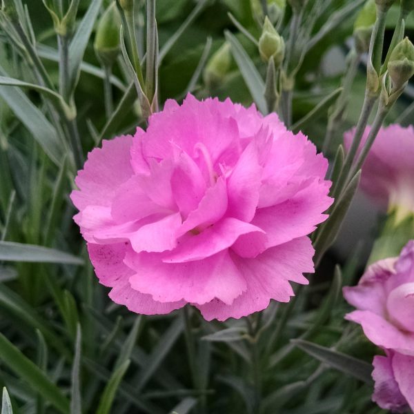 DIANTHUS FRUIT PUNCH SWEETIE PIE PINKS