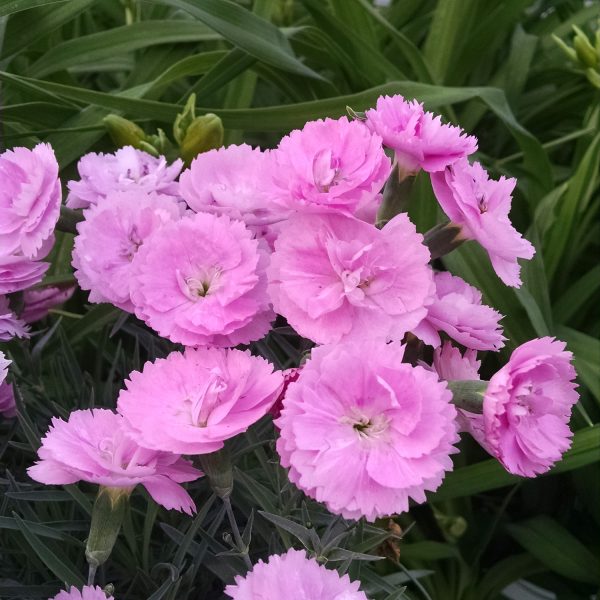 DIANTHUS FRUIT PUNCH SWEETIE PIE PINKS