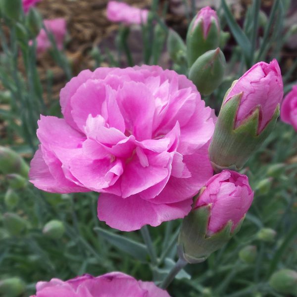 DIANTHUS FRUIT PUNCH SWEETIE PIE PINKS