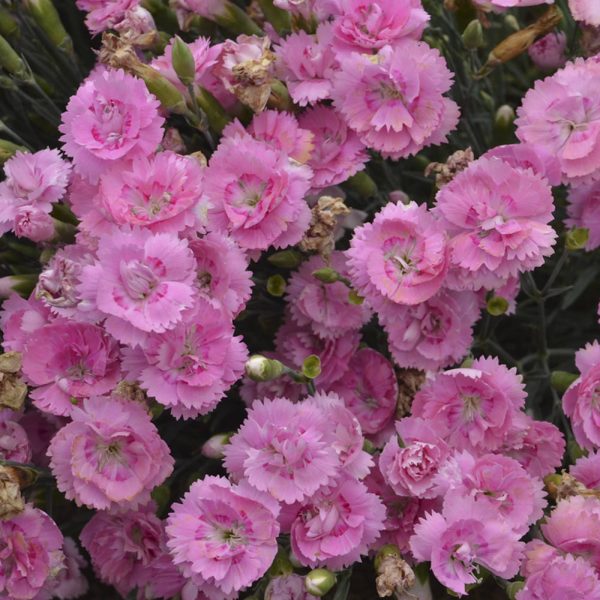 DIANTHUS FRUIT PUNCH SWEETIE PIE PINKS